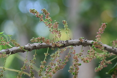 Phyllanthus acidus